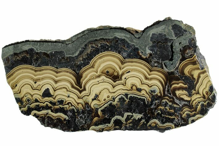 Polished Schalenblende Slice - Poland #228192